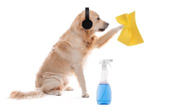 Temizlik sırasında kulaklık takan Golden Retriever köpeği