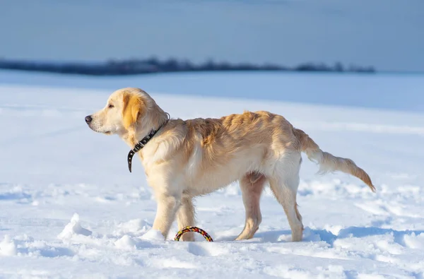 Cão bonito fora no inverno — Fotografia de Stock