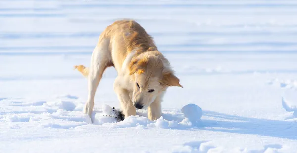 Kopanie psów pod śniegiem — Zdjęcie stockowe