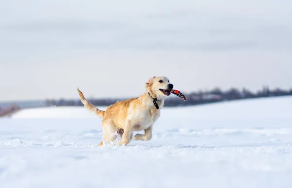 狗在雪地里飞奔 — 图库照片