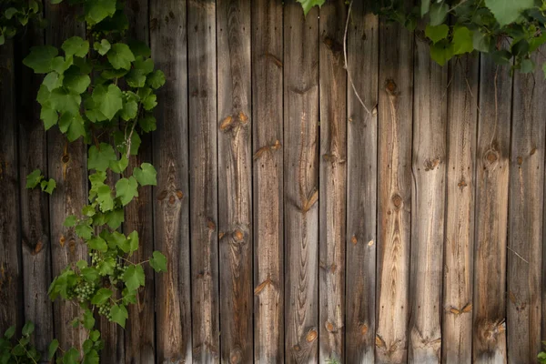 Traubenblätter auf Holzgrund — Stockfoto