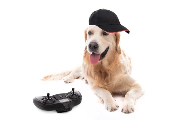 Golden retriever dog lying next to gamepad — Stock Photo, Image