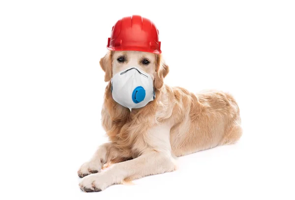 Golden retriever dog wearing hardhat and respirator — Stock Photo, Image