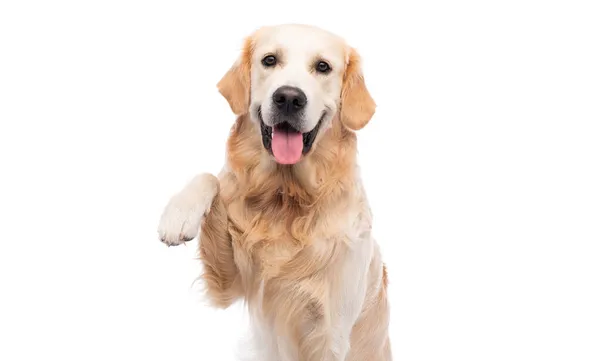 Golden retriever dog giving paw — Stock Photo, Image