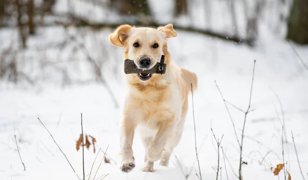Złoty pies retriever zimą — Zdjęcie stockowe