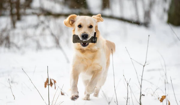 Golden retriever perro en invierno —  Fotos de Stock