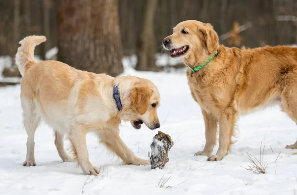 Δύο χρυσά σκυλιά retriever εξωτερική — Φωτογραφία Αρχείου