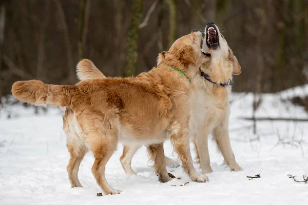 Дві золоті собаки ретривера на відкритому повітрі — стокове фото