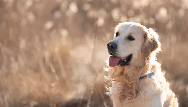 在户外的金毛猎犬 — 图库照片