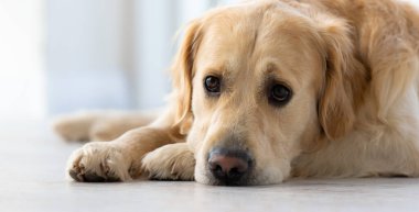 Golden retriever köpeği içerde.