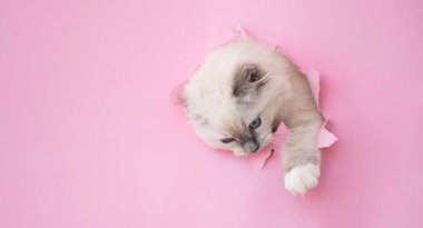 Ragdoll kedi dışarıda.