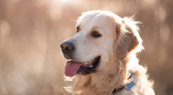 Golden retriever köpeği açık havada — Stok fotoğraf