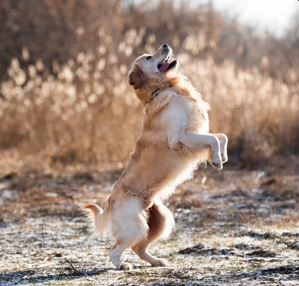 Golden retriever cão ao ar livre — Fotografia de Stock