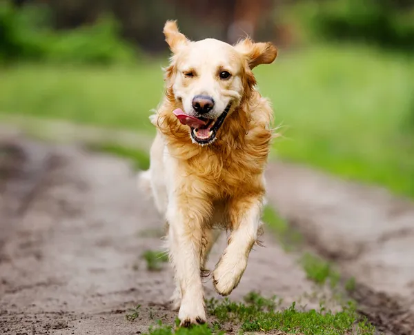 Golden retriever dog running — Stock Photo, Image