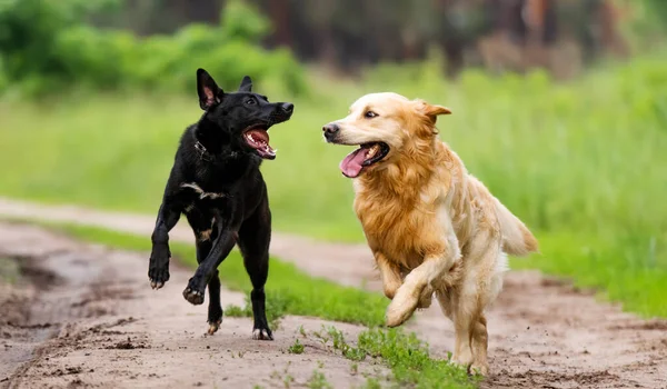 Две собаки выбегают на улицу — стоковое фото