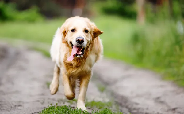 Golden Retriever hund kører - Stock-foto