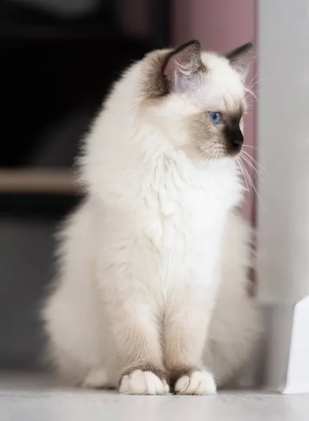 Ragdoll gato en interiores — Foto de Stock