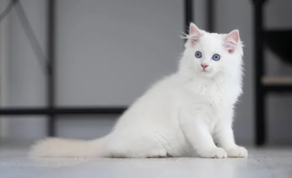 Kucing Ragdoll luar ruangan — Stok Foto