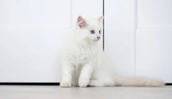 Ragdoll gato en interiores — Foto de Stock