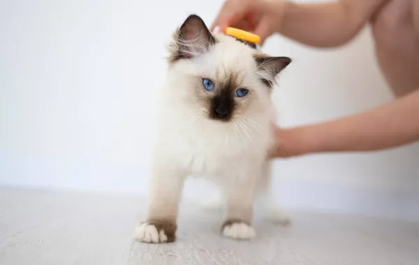 Ragdoll gato al aire libre — Foto de Stock