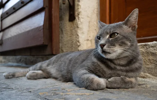 Кот в Которе, Черногория — стоковое фото