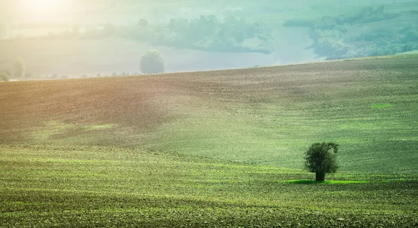 Vista del sol del árbol solitario entre los campos — Foto de Stock