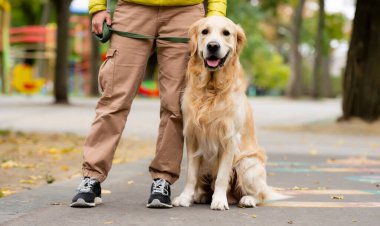 Golden retriever köpeği olan kız