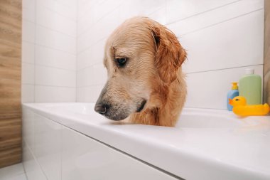 Golden retriever köpeği banyo yapıyor.