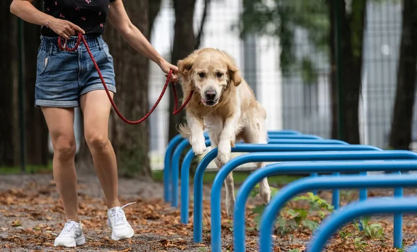 Flicka Utbildning Golden Retriever Hund Parken Utomhus Sommaren Ung Kvinna — Stockfoto