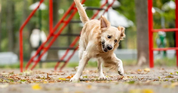 Golden Retriever Hund übt — Stockfoto