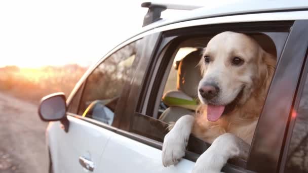 Golden retriever perro en el coche — Vídeos de Stock