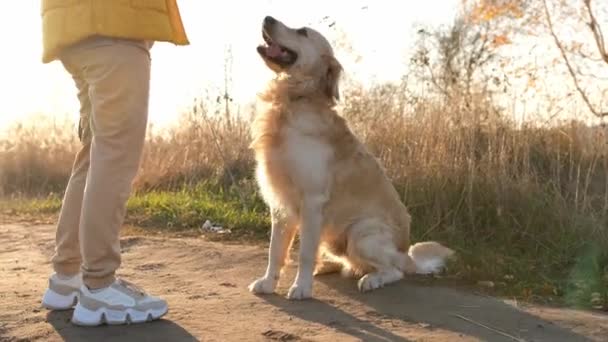 Flicka med golden retriever hund — Stockvideo