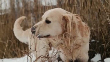 Kışın golden retriever köpeği