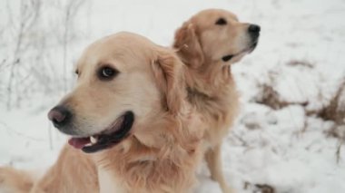 Kışın Golden retriever köpekleri
