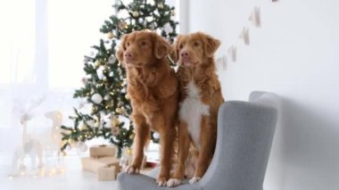 Noel zamanı Toller av köpekleri