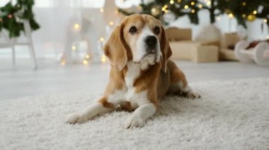 Noel zamanı av köpeği.