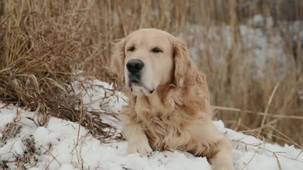 冬のゴールデンレトリバー犬 — ストック動画