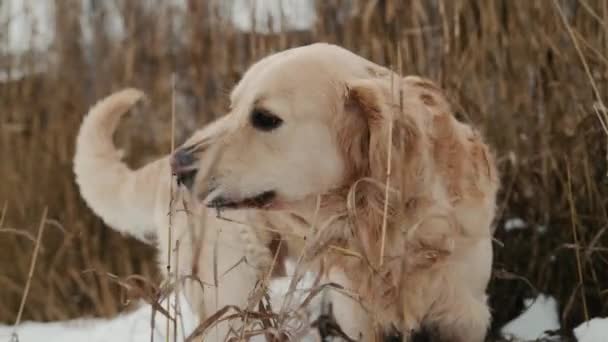 Golden retriever hund på vintern — Stockvideo