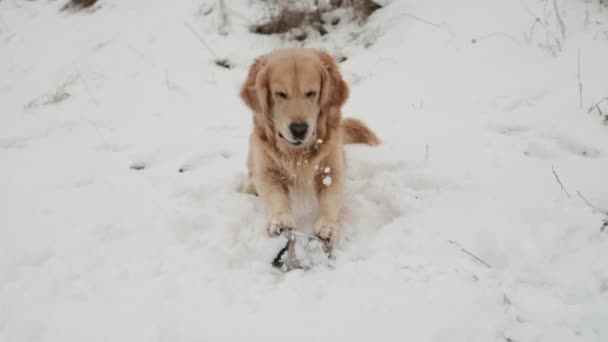 冬のゴールデンレトリバー犬 — ストック動画