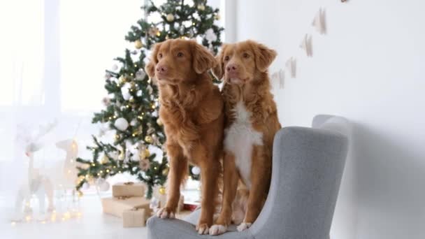 Toller psów retriever w okresie Bożego Narodzenia — Wideo stockowe