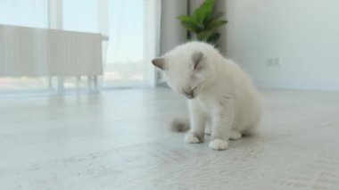 Oyuncak bebek kendini temizliyor.