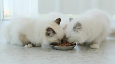 Oyuncak bebekler besleniyor.