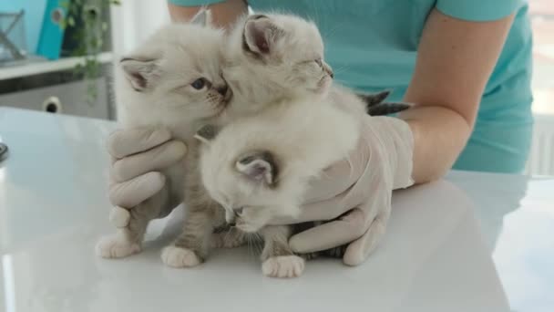 Ragdoll kattungar och veterinär — Stockvideo