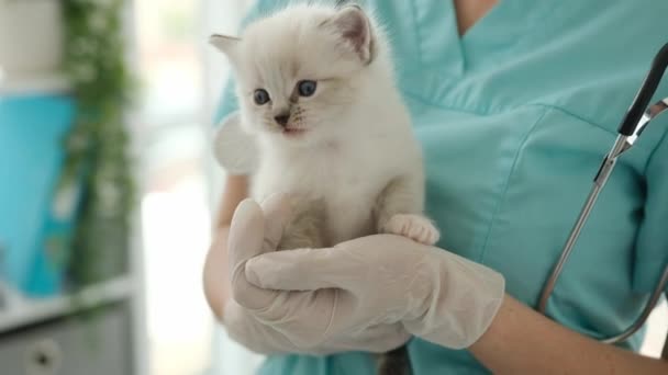 Oyuncak bebek kedi ve veteriner. — Stok video