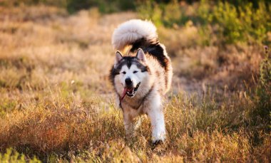 Alaska malamute 'u güneşli çayırlarda yürüyor