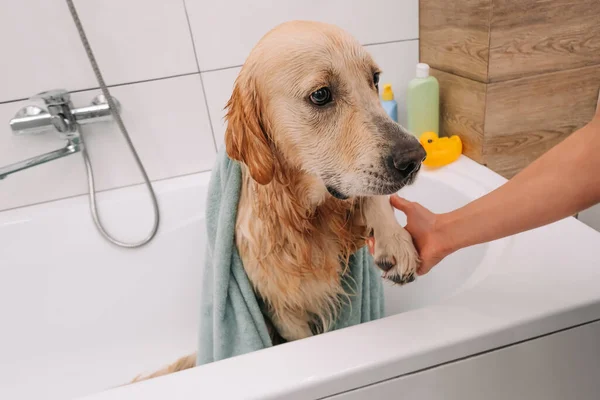 Golden retriever dog taking bath