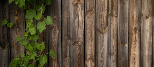 Traubenblätter auf Holzgrund — Stockfoto