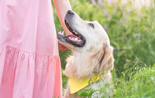 Roztomilý zlatý retrívr pes — Stock fotografie