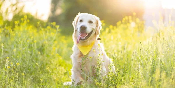 Cute dog on field with flowers — Stock Photo, Image