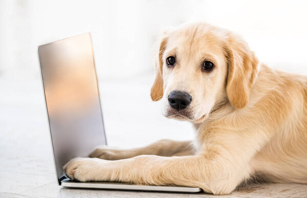 Cute dog lying on laptop